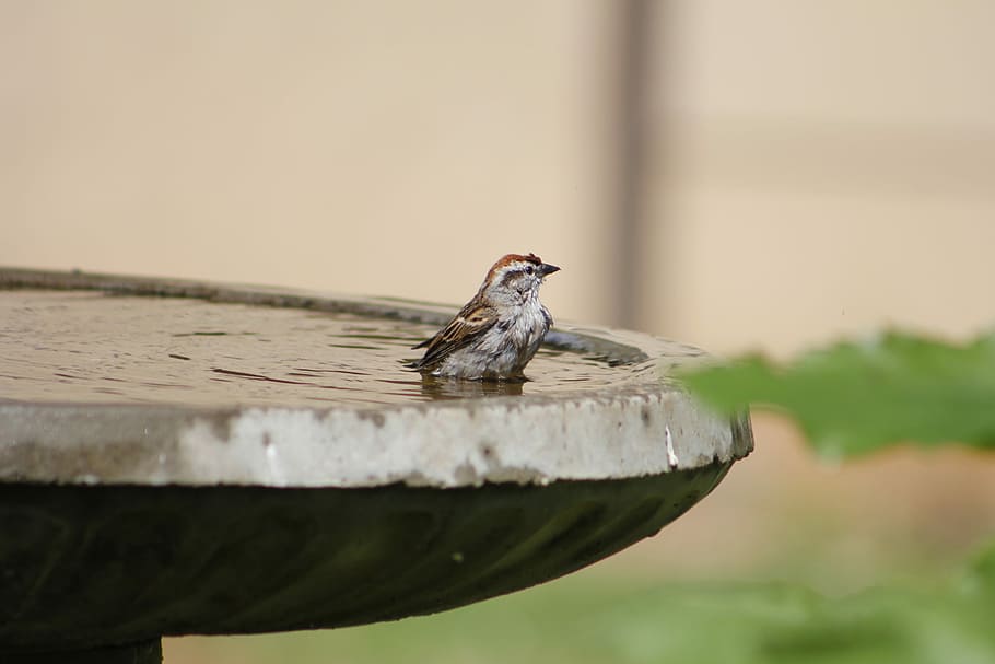 sparrow, bird, bath, nature, animal, wild, wildlife, animal themes HD wallpaper