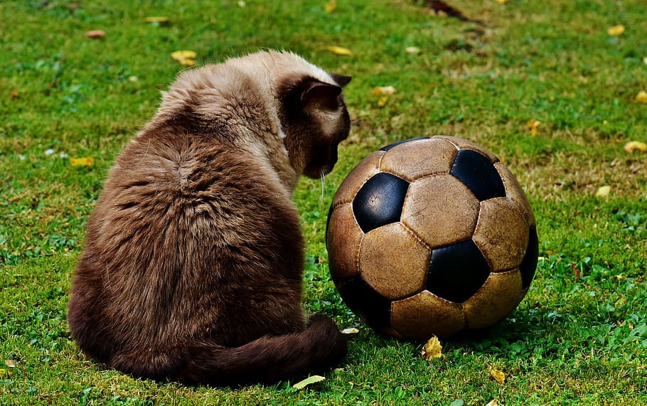 siamese cat sitting beside black and white soccer ball on grass field, HD wallpaper