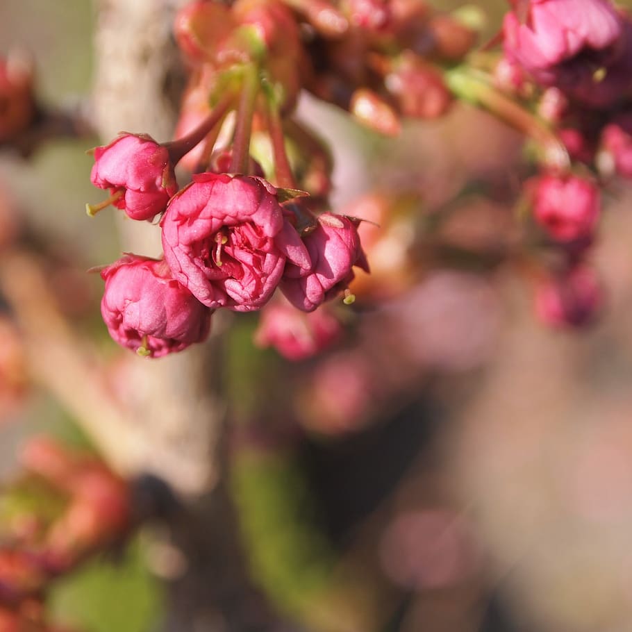 Blossom, Buttons, Pink, Prunus, Spring, small, flower, pink color HD wallpaper