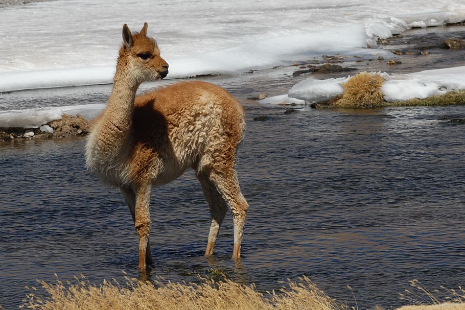 brown Llama standing on body of water, chile, andes, alpaca HD wallpaper