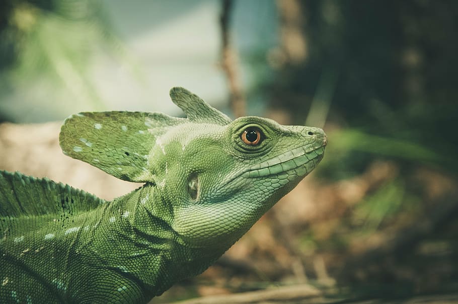 green lizard in shallow focus shot, look, close, eye, view HD wallpaper