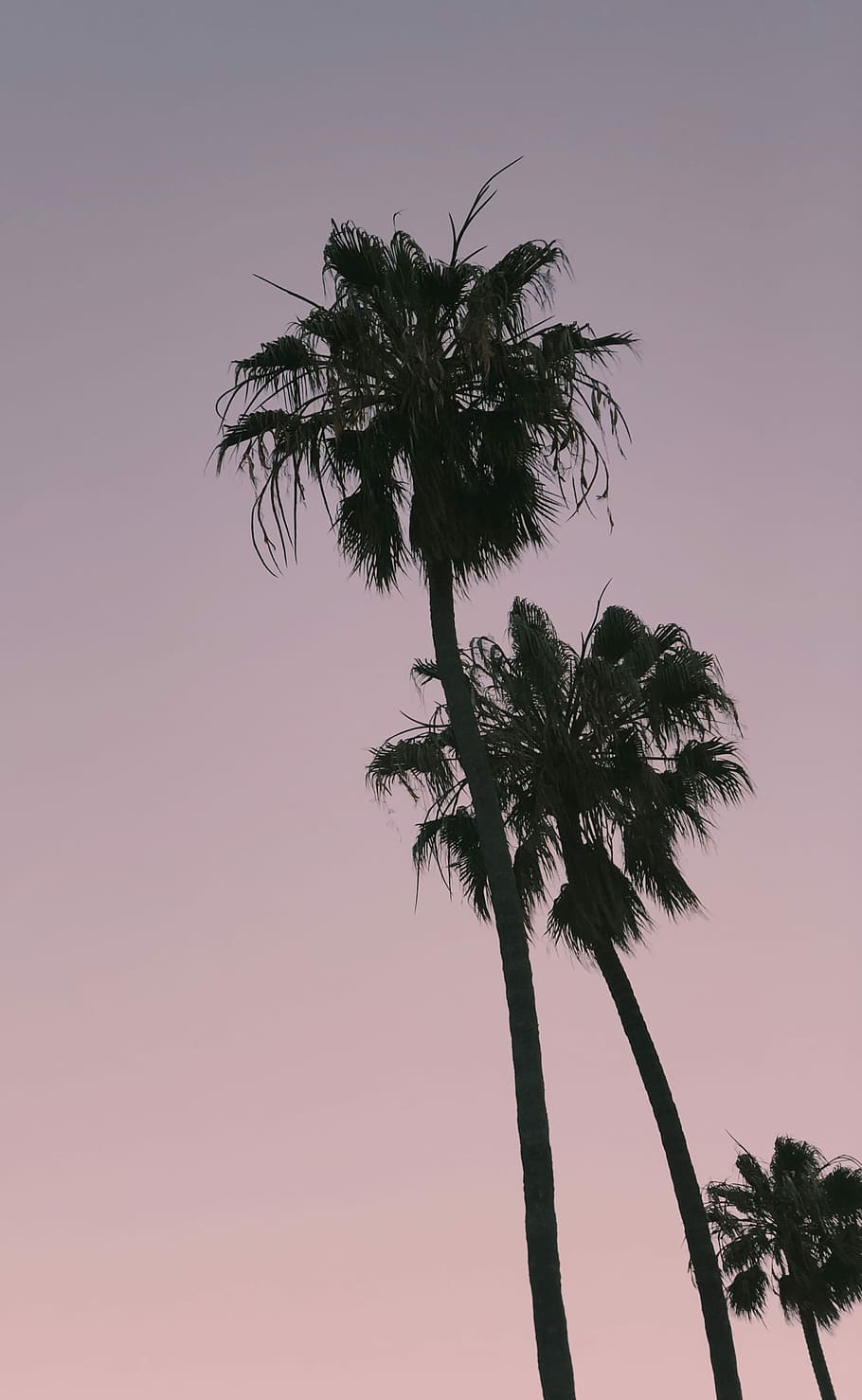 three palm trees during golden hour, shallow focus photography of coconut tree HD wallpaper