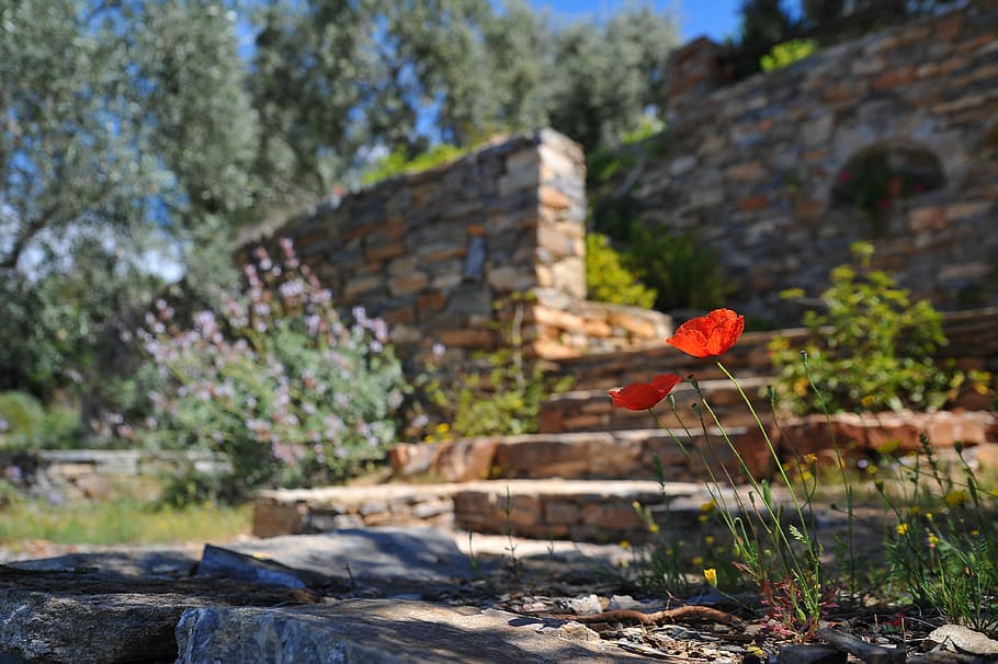 stairs, landscape, nature, flowers, bloom, blooming, blur, brick wall HD wallpaper