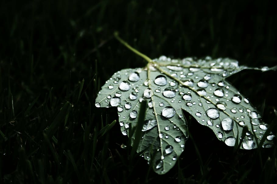 green leaf with water droplet, palmate, tree, droplets, dew HD wallpaper