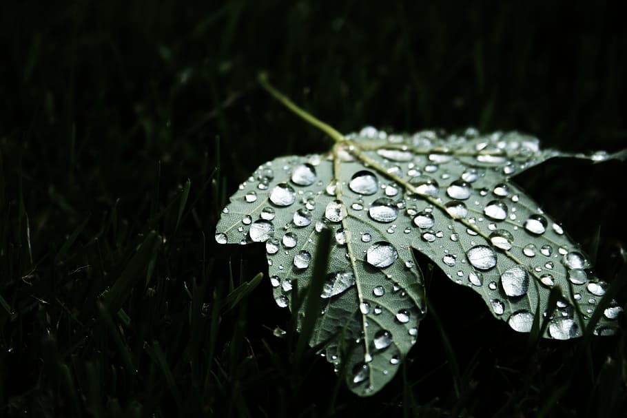 shallow focus photography of green leaf, water dew on green maple leaf HD wallpaper