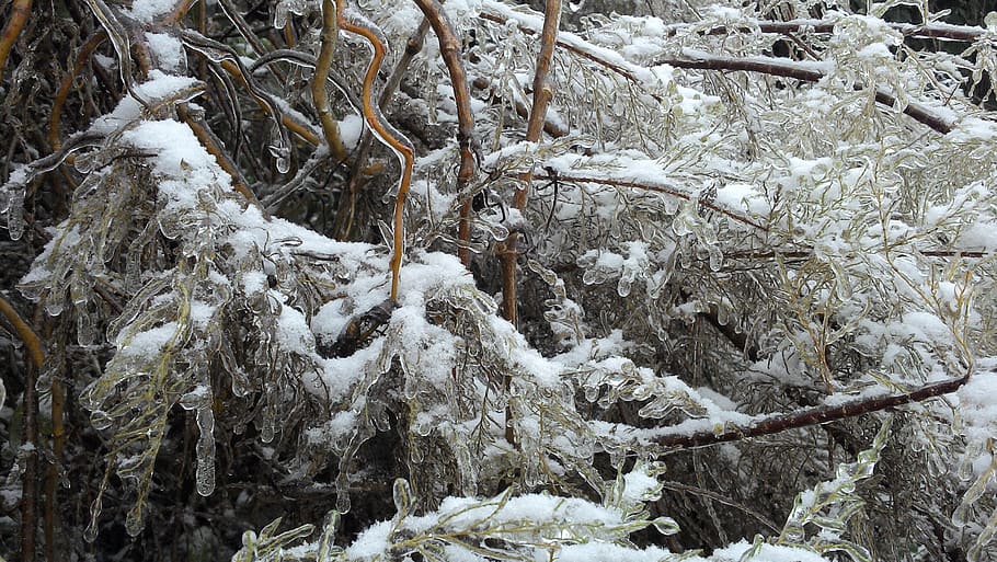 tree, snow, frozen, winter, cold temperature, plant, no people HD wallpaper