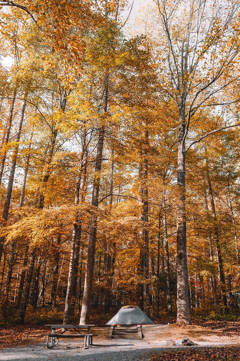trees, forest, plants, nature, autumn, woods, camp, adventure HD wallpaper