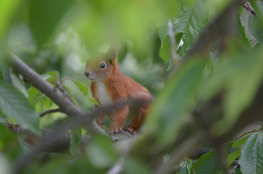 squirrel, animals, nager, fur, nature, rodent, cute, animal themes HD wallpaper