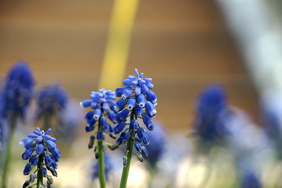 spring, flowers, nature, behold, spring flowers, plants, botanical garden HD wallpaper