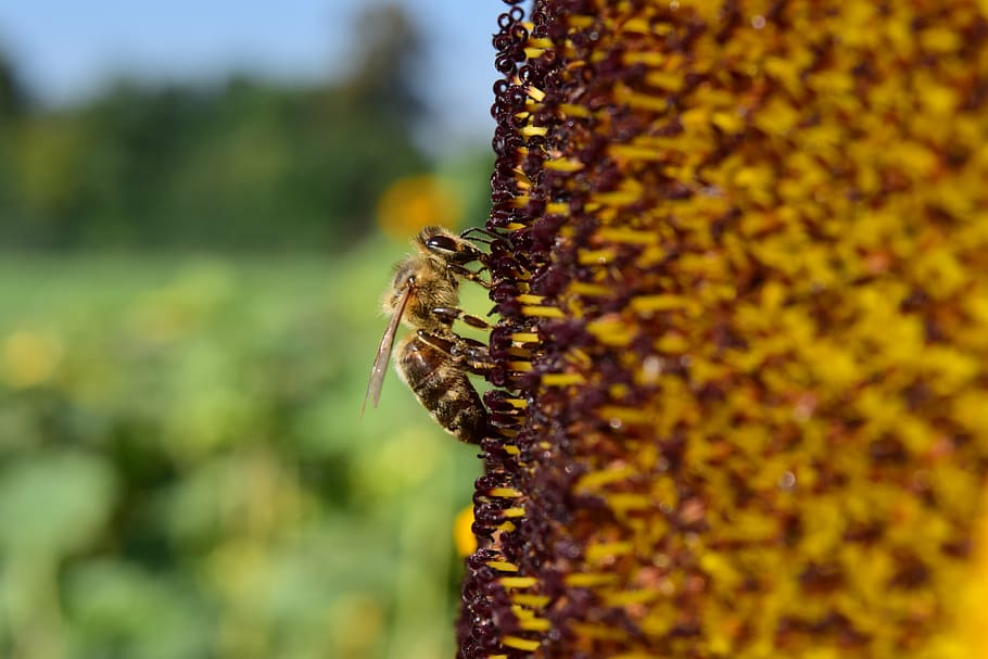 sun flower, bee, close, yellow, blossom, bloom, summer, nature HD wallpaper