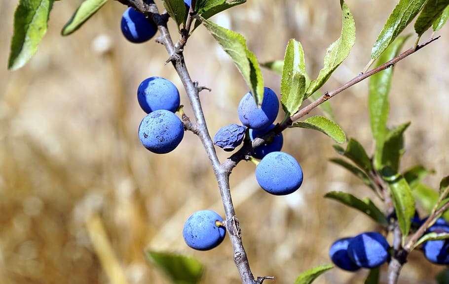 berries, blue, vegetation, bluish, blueberry, spring, branches HD wallpaper