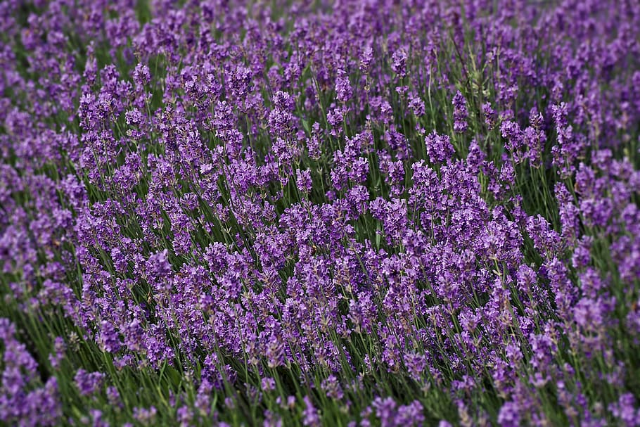 lavender, field, nature, plant, garden, provence, flower, france, HD wallpaper