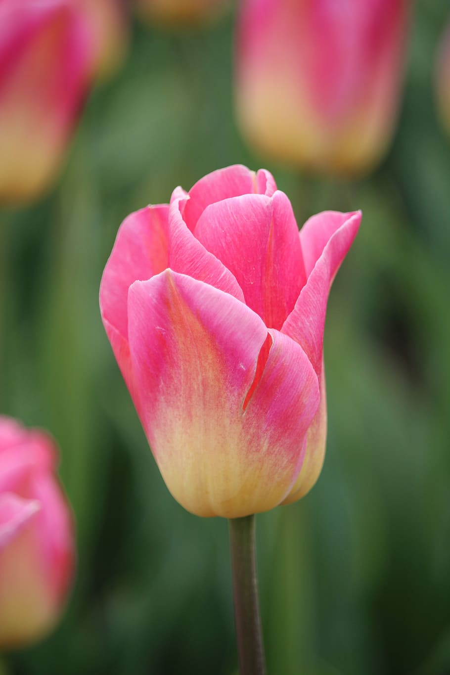 vanilla slice, tulip, netherlands, flower, flowering plant HD wallpaper