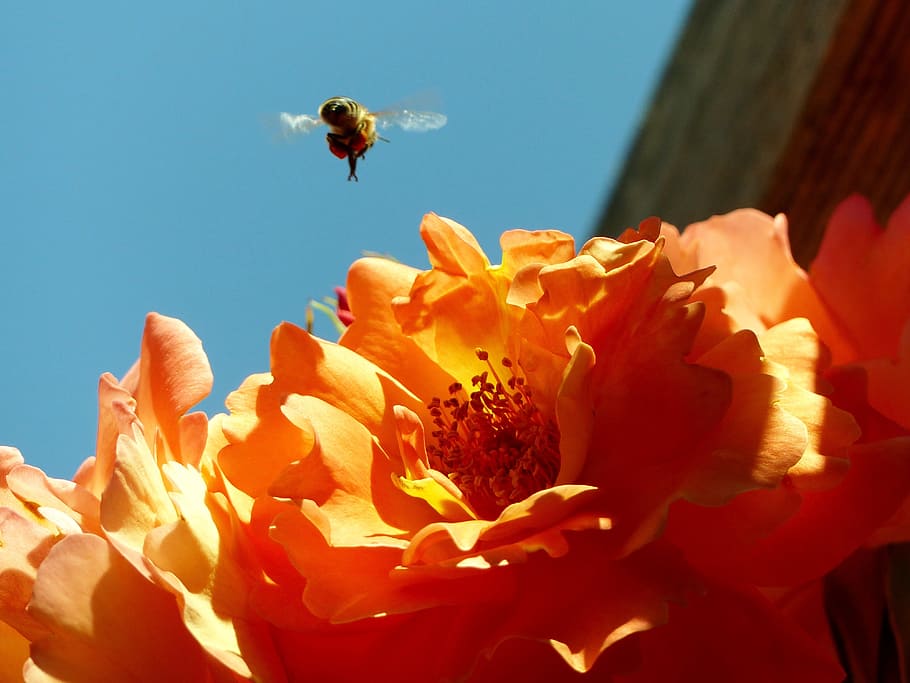 Bee, Blossom, Bloom, Garden, rose, insect, pollen, summer, flowers HD wallpaper