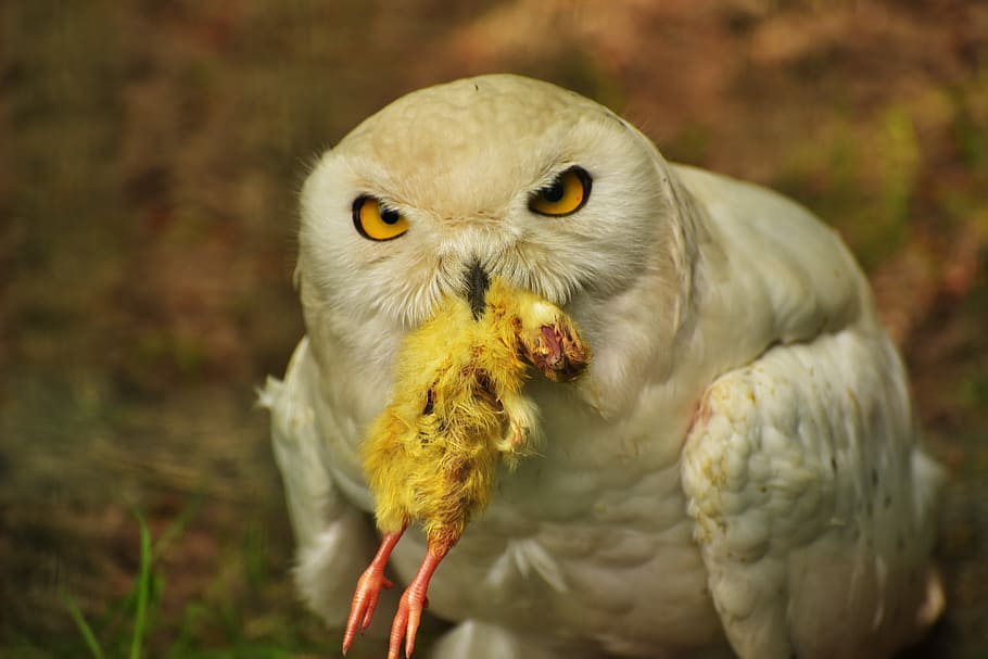 HD wallpaper: white owl catching bird, Snowy Owl, Eat, Chicken, Feather ...