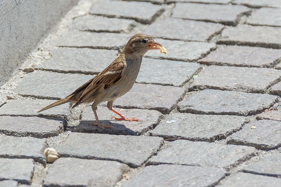 bird, sparrow, foraging, sperling, birds, songbird, food, animal themes HD wallpaper