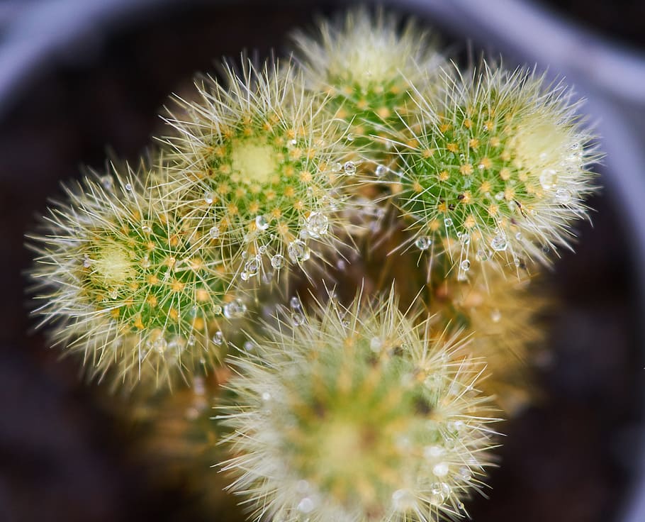 cactus, flower, plant, dea, macro, flowerpot, nature, beautiful HD wallpaper
