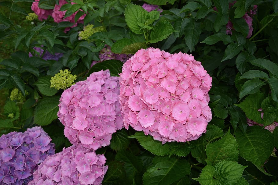 hydrangea, flower, violet, pink, summer, nature, garden, flower garden HD wallpaper