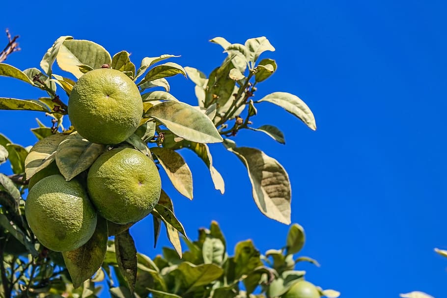 orange, green, fruit, nature, flora, leaf, tree, foliage, healthy eating HD wallpaper