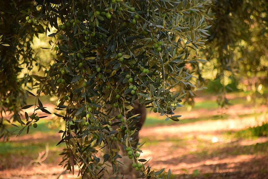 selective focus photography of green plant, olives, olive tree, HD wallpaper
