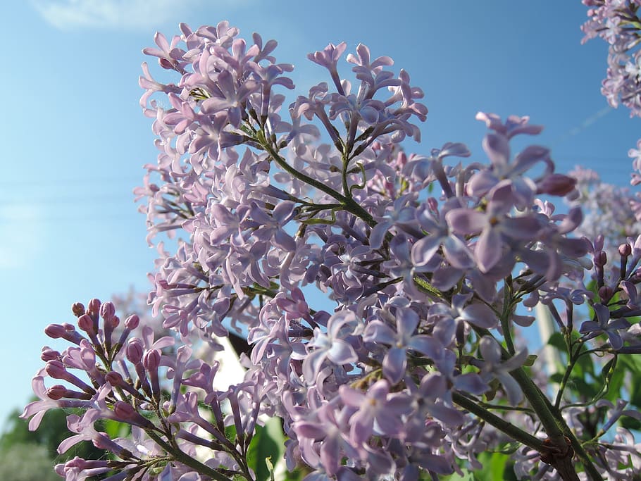 White Petaled Flowers, bloom, blooming, blossom, blur, branches HD wallpaper