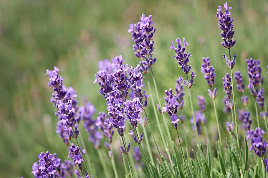 selective focus photography of lavender flowers, violet, close HD wallpaper