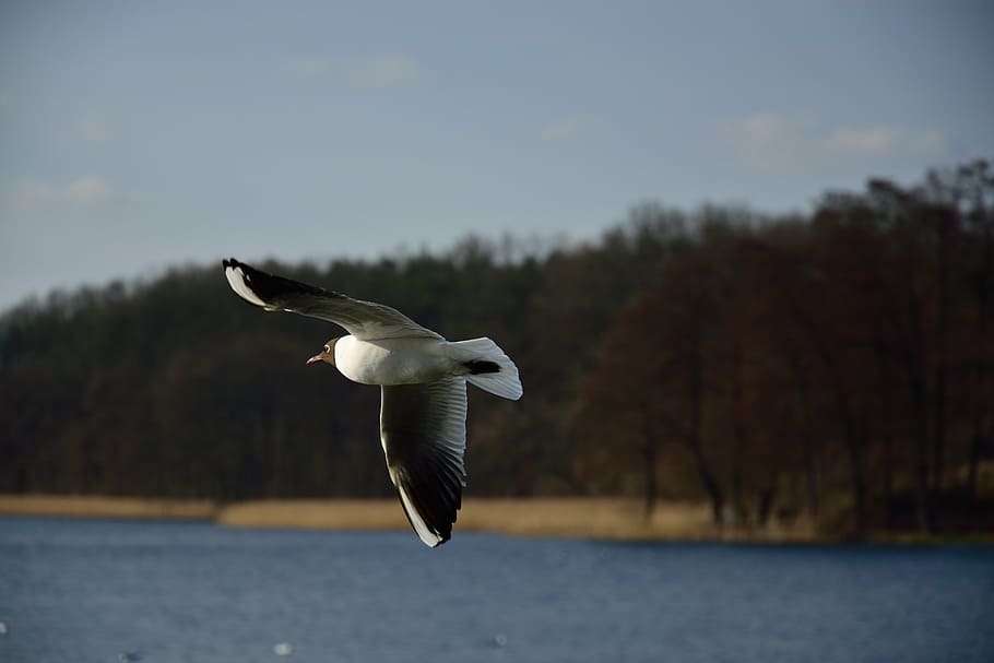 seagull, bird, flight, nature, wings, sky, animals, pen, wild birds HD wallpaper