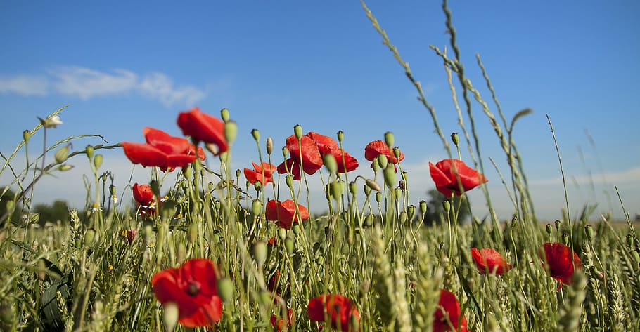 poppy, landscape, spring, papaver, klatschmohn, red, meadow HD wallpaper