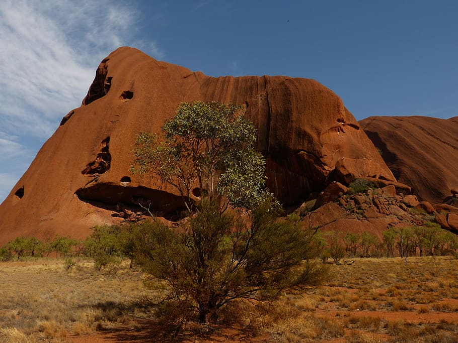 green leafed tree, uluru, ayers rock, australia, outback, landscape HD wallpaper