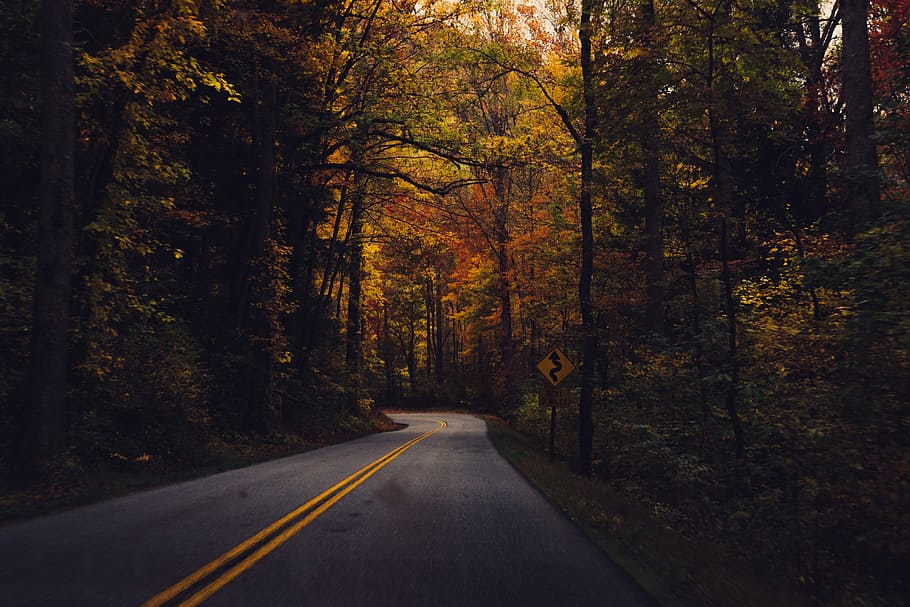 empty road between trees, gray asphalt way near brown trees at daytime HD wallpaper