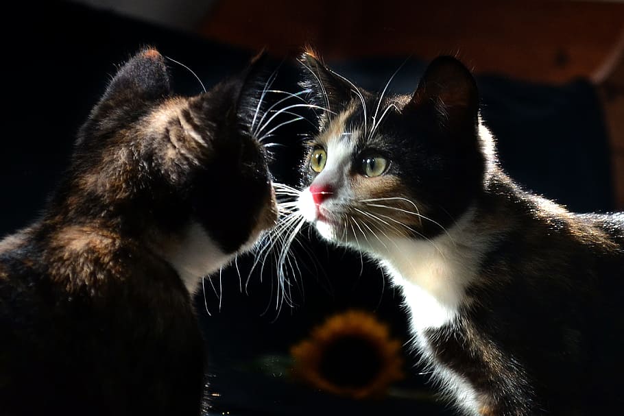 calico cat facing mirror, white, brown, black, short, fur, reflection HD wallpaper