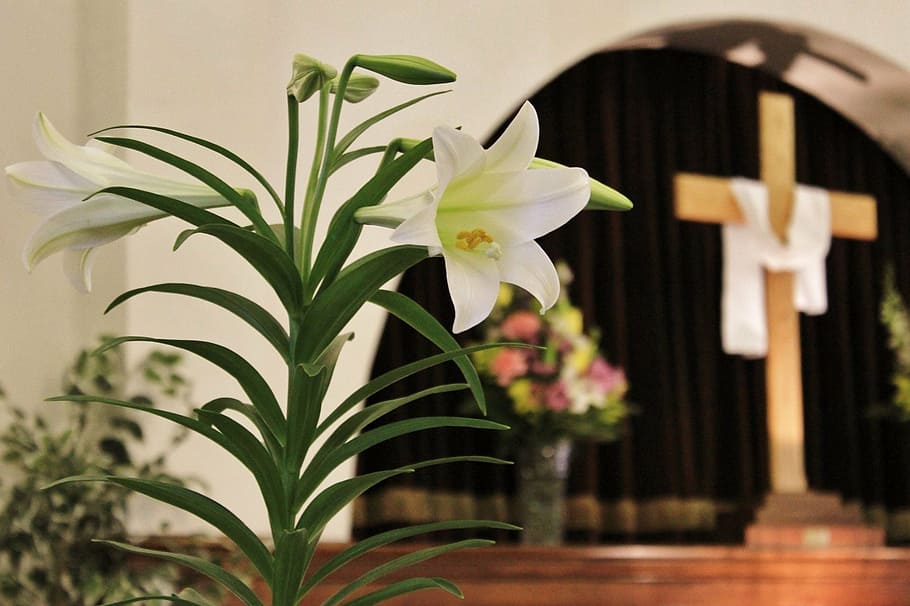 selective focus photo of white trumpet lily near brown cross statue HD wallpaper
