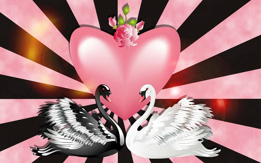 black and white swans beside pink heart illustration, love, valentine's day, HD wallpaper