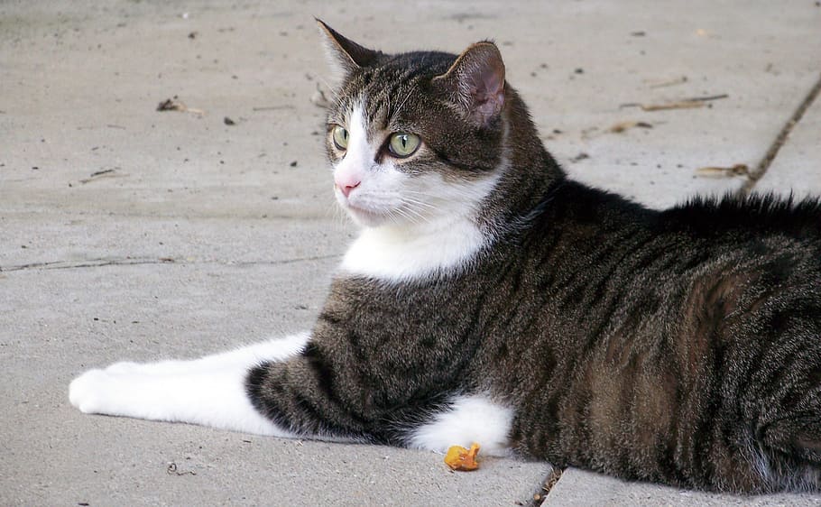 short-furred gray and white tabby cat on gray surface, feline HD wallpaper