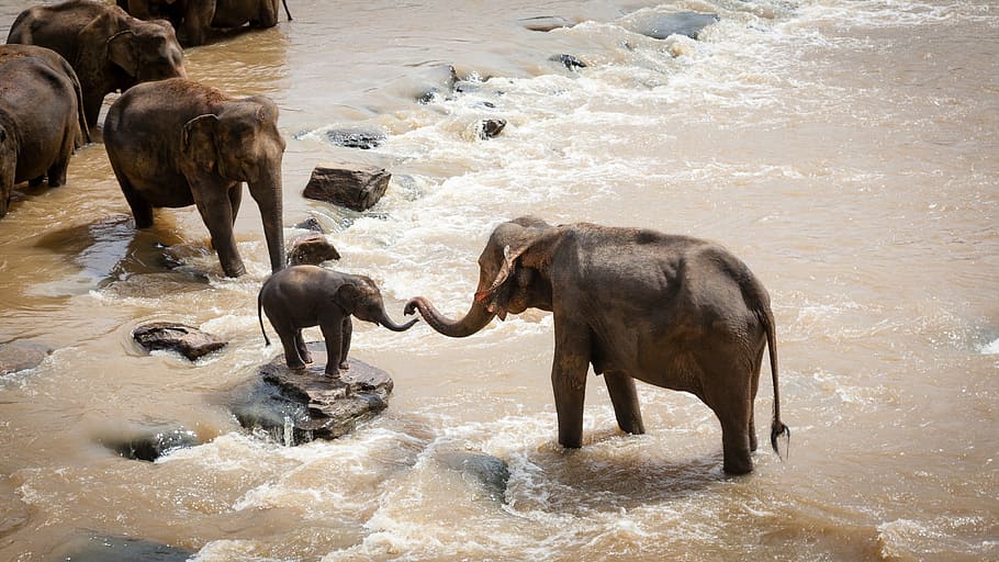 elephants on streams during daytime, family group, river, wildlife, HD wallpaper