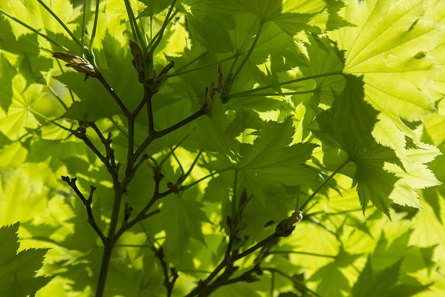 backlit, leaves, spring growth, leaf, tree, green, new growth HD wallpaper