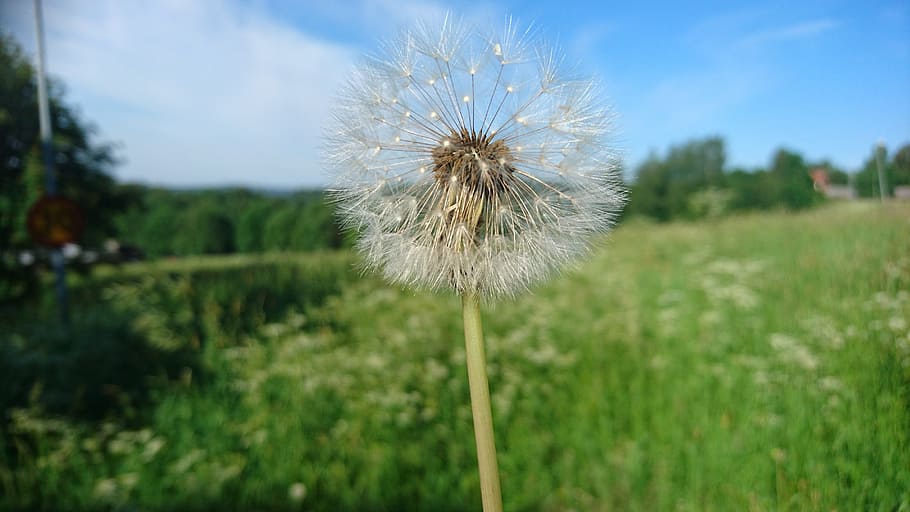 Flower, Dandelion, Grass, Bed, summer, summer meadow, sweden HD wallpaper