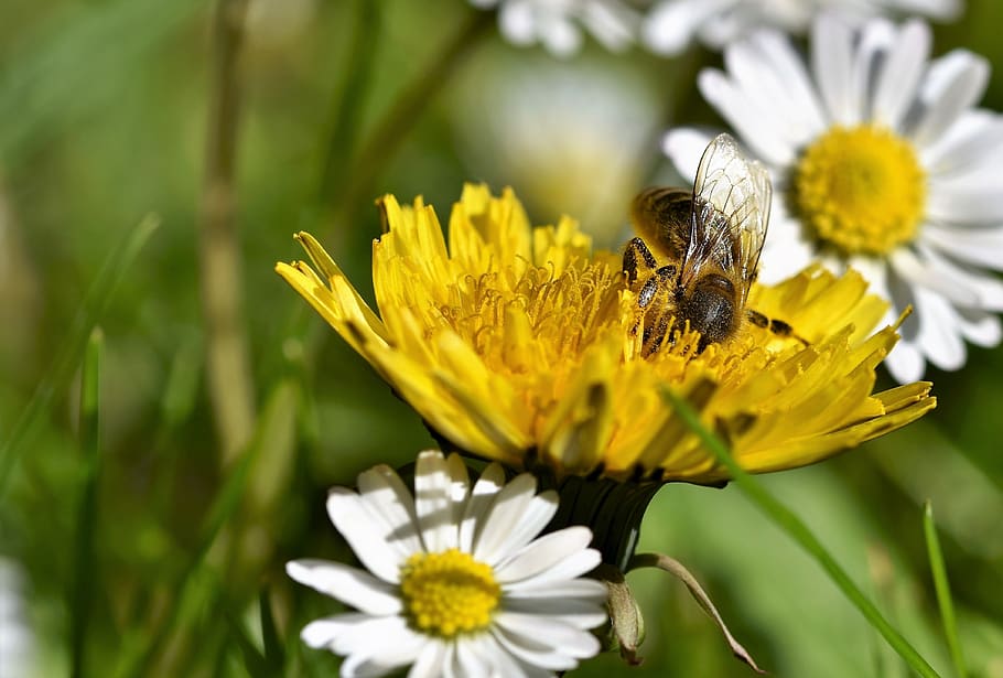 bee, honey bee, insect, pollen, blossom, bloom, nectar, flower HD wallpaper