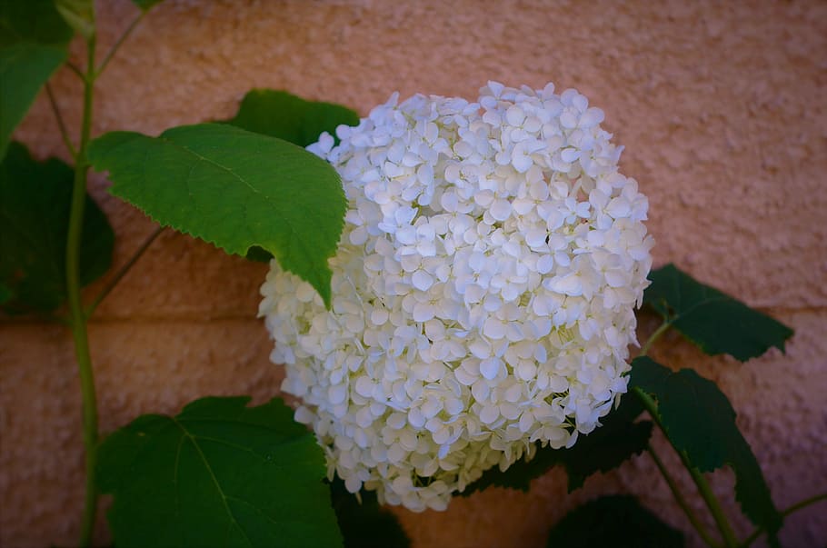 flower, nature, spring, natural, summer, plant, floral, green HD wallpaper
