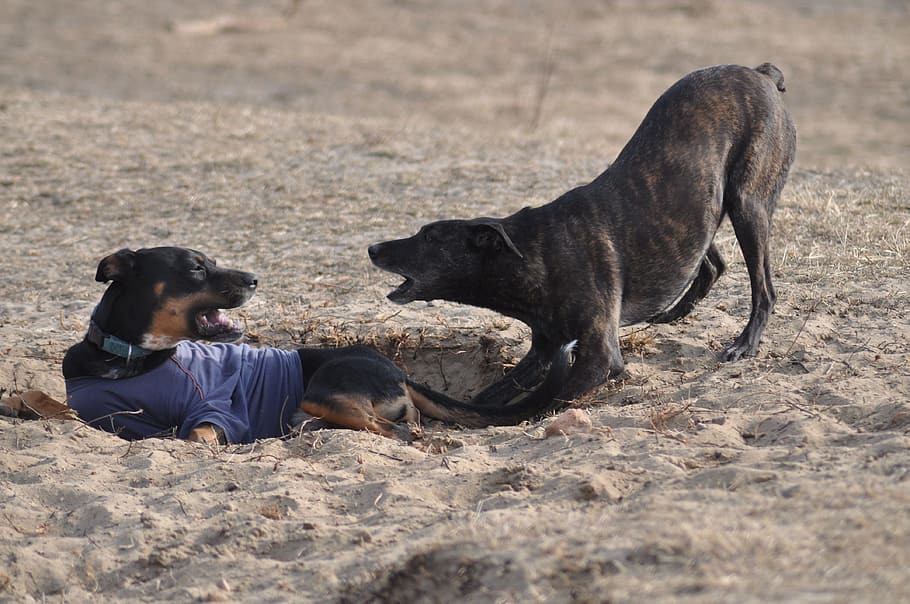 Dogs, Communication, Play, together, in partnership, friendship HD wallpaper