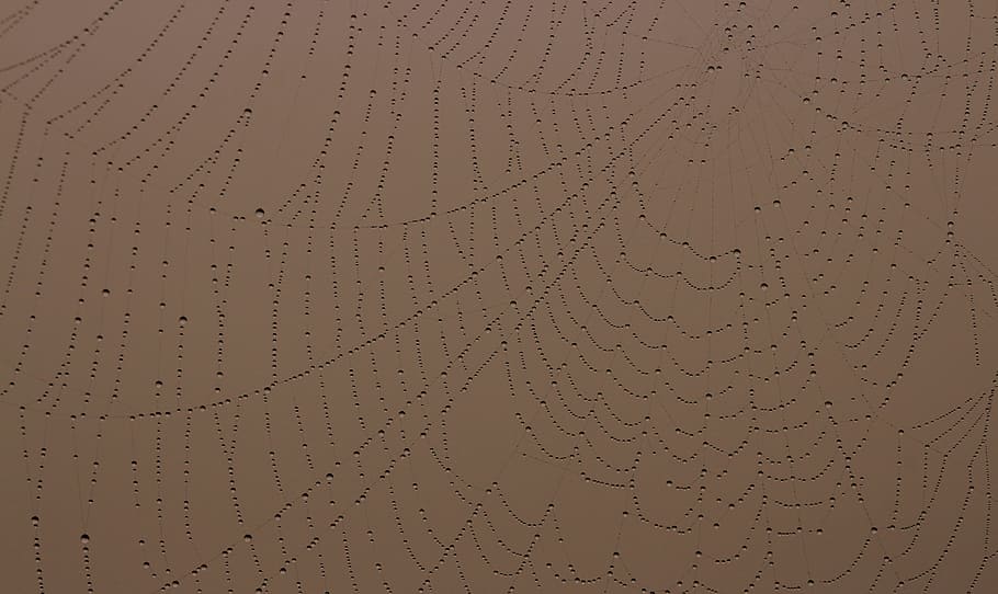Spider Web, Drops, Dew, Nature, place, backgrounds, pattern HD wallpaper