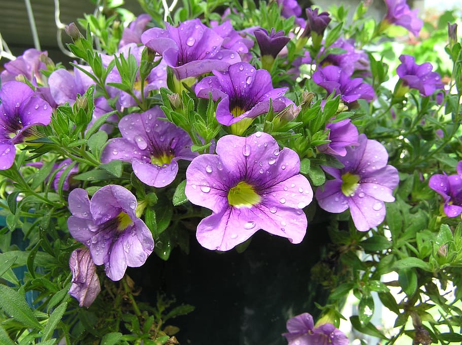 water, drops, on, flower, flowering plant, vulnerability, beauty in nature HD wallpaper