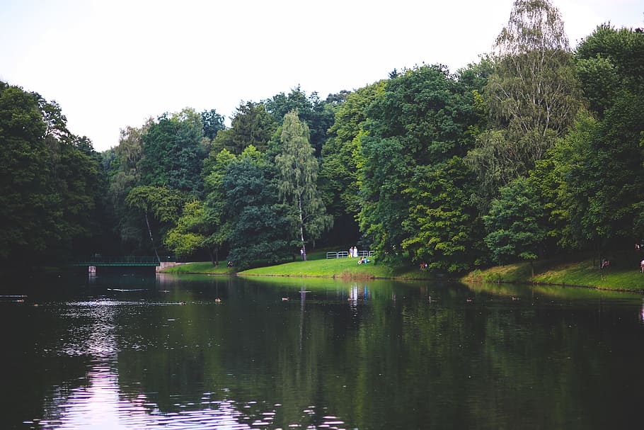 The river in the park, environment, grass, green, lake, landscape HD wallpaper