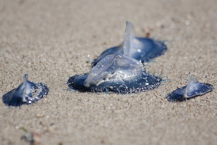 Jellyfish, Medusae, Blue, Beach, Beach, Sand, cnidarian, marine life HD wallpaper