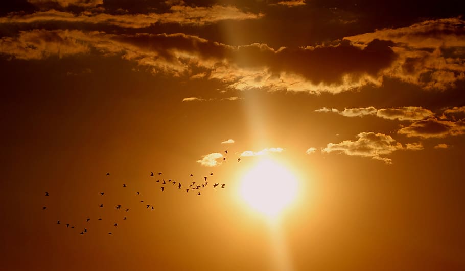 silhouette photo of flock of birds flying under the clouds HD wallpaper