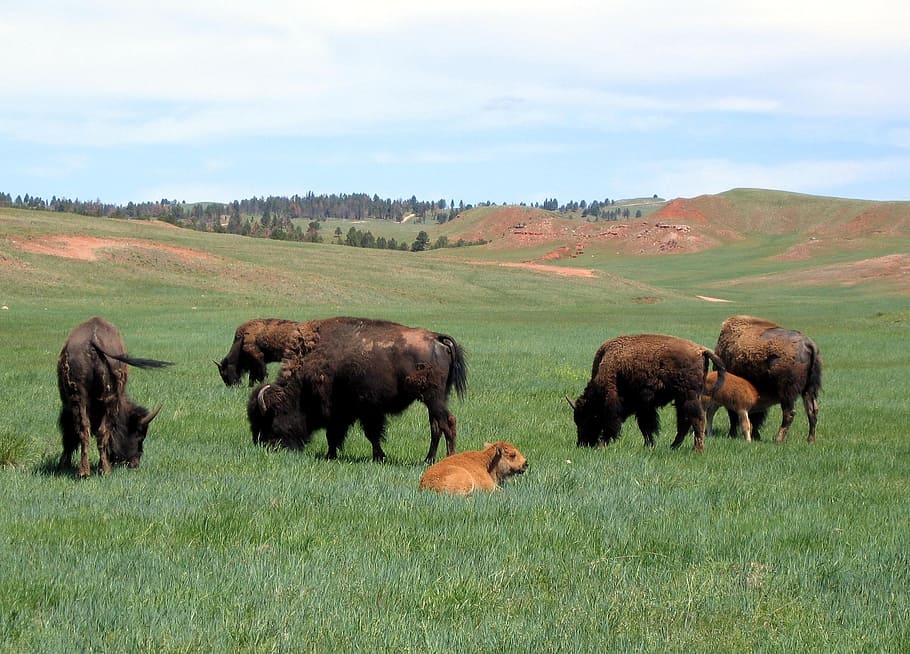 bison, buffalo, herd, american, animal, mammal, panorama, landscape HD wallpaper