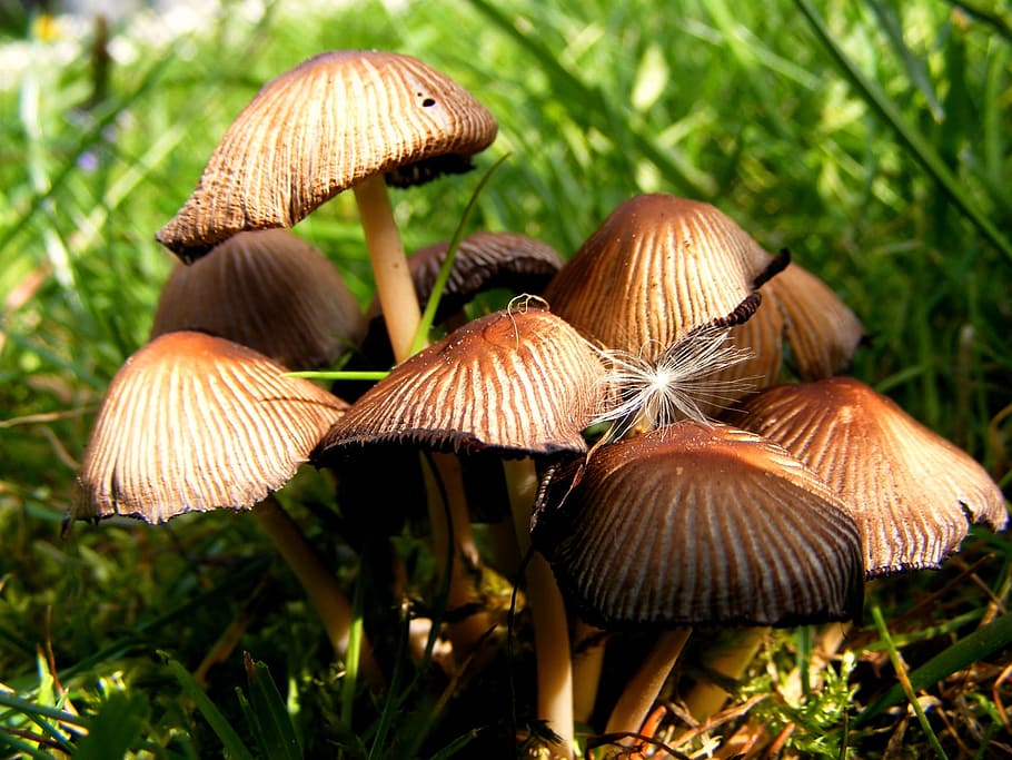 Fungus, Nature, Macro, Fall, mushroom, toadstool, growth, beauty in nature HD wallpaper
