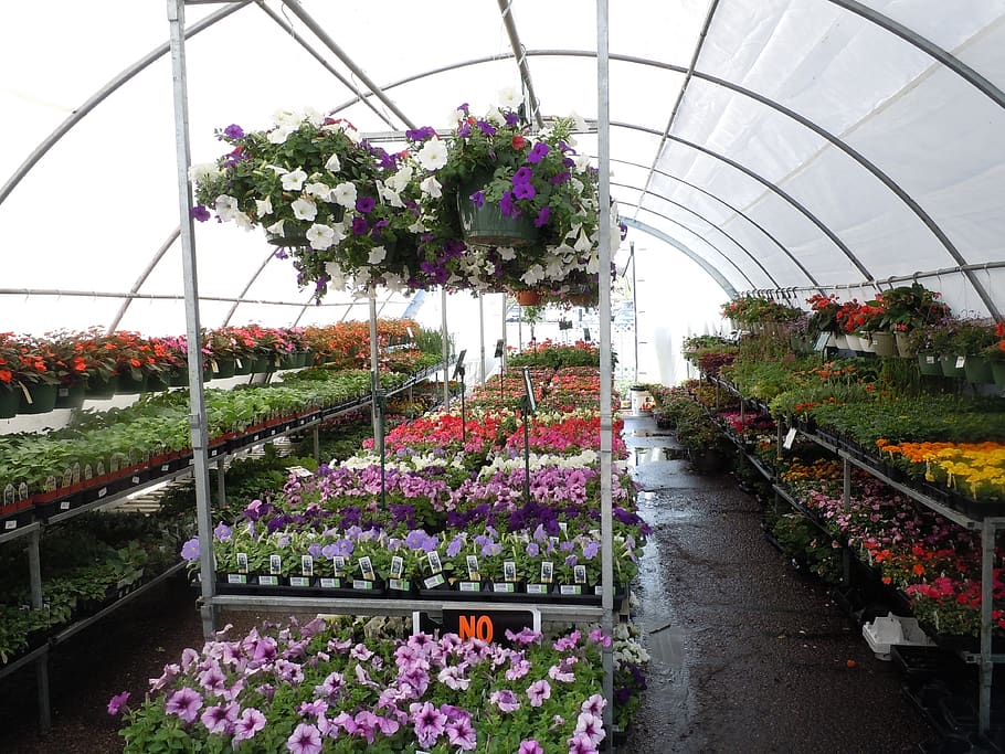 flowers, greenhouse, colorful, flora, florist, nursery, floral, HD wallpaper