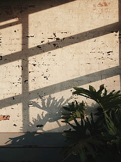 green leafed plant near white wall, green leafed plant near white concrete wall at daytime HD wallpaper