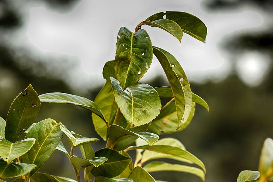 leaf, flora, nature, growth, closeup, plant part, green color HD wallpaper